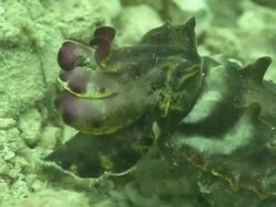 Flamboyant Cuttlefish (Metasepia pfefferi) hunting, walking on hand like tentacles, Kapalai, Sipadan, Borneo Stock Footage