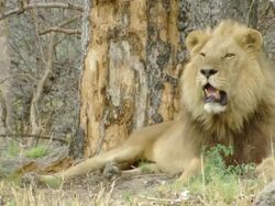 MS TS Shot of Male lion resting at base of tree stands up and moves off / Okavango Delta, North West District, Botswana Stock Footage