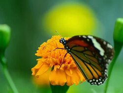 Monarch Butterfly Stock Footage