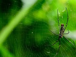 spider on web Stock Footage