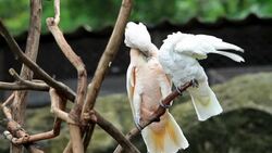 cockatoo Stock Footage