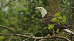MS of bald eagle leaving branch Stock Footage