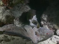 Giant Moray Eel (Gymnothorax javanicus) feeding on fish carcass, tears off piece and swallows, Vaavu Atoll, The Maldives Stock Footage
