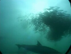MS underwater view of Gannets and Common dolphins, attacking large ball shoal of Sardines, South Africa Stock Footage