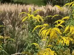 beautiful flowers in the wind Stock Footage