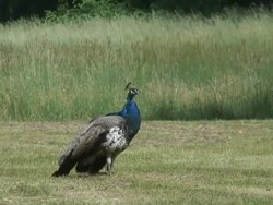 Peacock 1  1080/60i Stock Footage