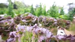 Vegetable in hydroponic garden Stock Footage