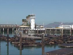 Seal Lions at Pier 39 - San Francisco, California Stock Footage