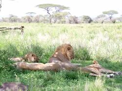 Lion Licking Stock Footage