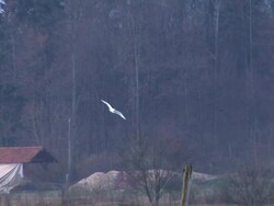 HD: Great White Egret Stock Footage
