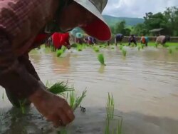 Farmers plant rice in paddy field Stock Footage