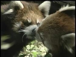 A pair of red pandas kisses everyday at a Tokyo zoo. News Clip
