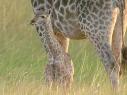 MS TS Shot of Young giraffe calf standing and observing surroundings then moves off following adult / Okavango Delta, North West District, Botswana Stock Footage
