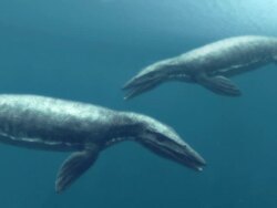 Medium zoom-in zoom-out - Swimming dinosaurs fight underwater in a computer-generated animation. / Denver, Colorado, USA Stock Footage