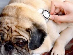 Veterinarian Stock Footage