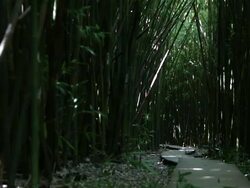Bamboo Forest Panning, Maui, Hawaii Stock Footage
