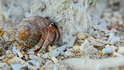 focus and close up: tiny Hermit crab walk Stock Footage