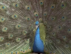 CU Peacock (Pavo cristatus) male displays, UK Stock Footage