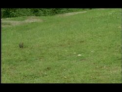 Birds preying on winged and non winged Termites emerging from hole in ground, medium wide, Nagarahole, India Stock Footage