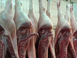 MS Shot of halves of pigs in cold storage, butchery / Trier, Rhineland Palatinate, Germany Stock Footage