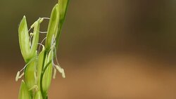 Flower and pollen grains Stock Footage
