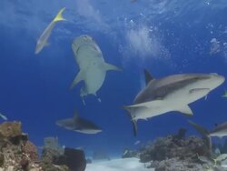 Tiger shark swimming over camera Stock Footage