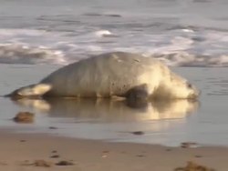 Seal Pups on Blakeney Point Beach News Clip