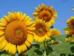 Sunflowers in the Fields at Spring Season Stock Footage