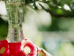 High speed shot of a hummingbird at a feeder slow motion Stock Footage
