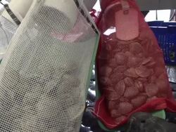 Bagged oysters at clam shack on Cape Cod Stock Footage