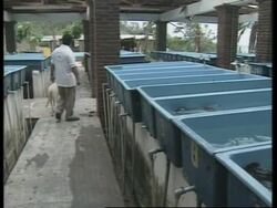 MEXICO: HURRICANES CAUSE MASSIVE DAMAGE TO SEA TURTLE CENTRE News Clip