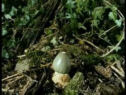 Time lapse - Stinkhorn Fungus growing up through forest floor, UK Stock Footage