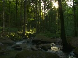 Rocky stream in forest Stock Footage