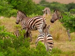 WS Herd of Plains Zebras (Equus quagga) / South Africa Stock Footage