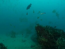 WS Shot of Various fish swimming or drifting with surge around rocky outcrop covering with swaying seaweed / Matola, Maputo, Mozambique Stock Footage