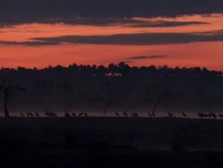 European Cranes (Grus grus) silhouetted in early morning light on lake shore, North East Extremadura in Dehesa. Stock Footage