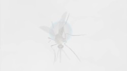 How small insects survive in the rain Instructional Video