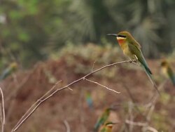 Blue-tailed bee-eater (Merops philippinus) Stock Footage