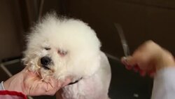 Grooming of the head of bichon frise Stock Footage