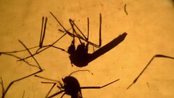 CLEAN : El Salvador researches Zika virus mosquito News Clip