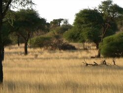 MS Shot of spring boks running in grass / Kalahari, Northern Cape, South Africa  Stock Footage