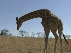 Medium Long Shot pan-left - A giraffe hops to its feet / South Africa Stock Footage