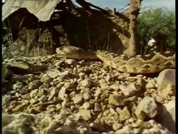 CU Rattlesnake slithers around on rocks, flicks tongue, USA Stock Footage