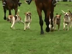 Foxhounds hunting 1 Stock Footage