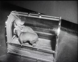 TOP DOGS - News Clip