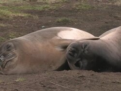 CU, Southern elephant seals (Mirounga leonina) lying wallow, South Georgia Island, Falkland Islands, British overseas territory Stock Footage