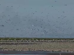 The Snettisham Spectacular As High Tides Cause Thousands Of Birds To Take Flight Stock Footage