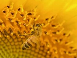 bee fly and aim at sunflower Stock Footage