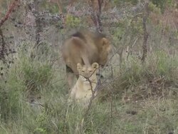 MS Shot of lion and lioness / Tanzania Stock Footage