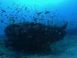 WS Various fish swimming and drifting with surge / Matola, Maputo, Mozambique Stock Footage